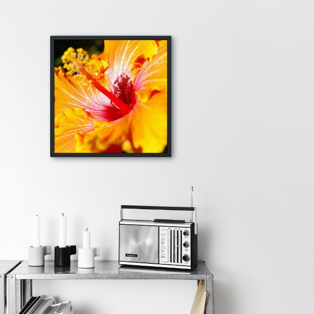 Poster Cor Laranja Hibiscus Flor Vista Pequena (Criador carregado)