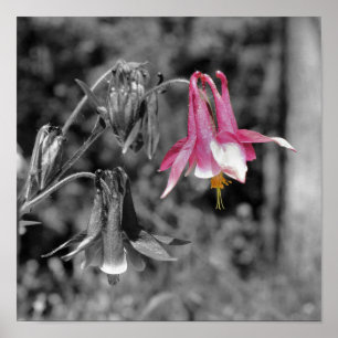 Poster Cor Parcial Columbina Flor Preta E Branca