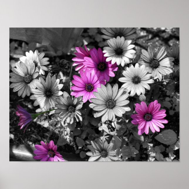 Poster Cor Parcial das Flores de Margarida Africanas Roxa (Frente)