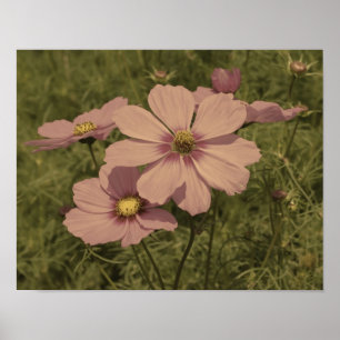 Póster Cor Parcial das Flores do Cosmos Rosa Envelhecidas