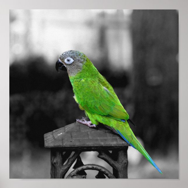 Póster Cor Parcial de Conure de Cabeça Dusky (Frente)