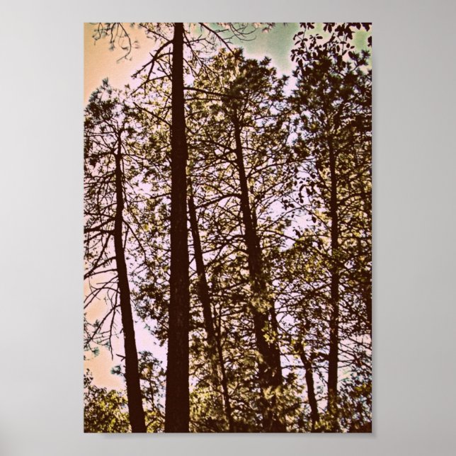 Poster cor pelas árvores (Frente)