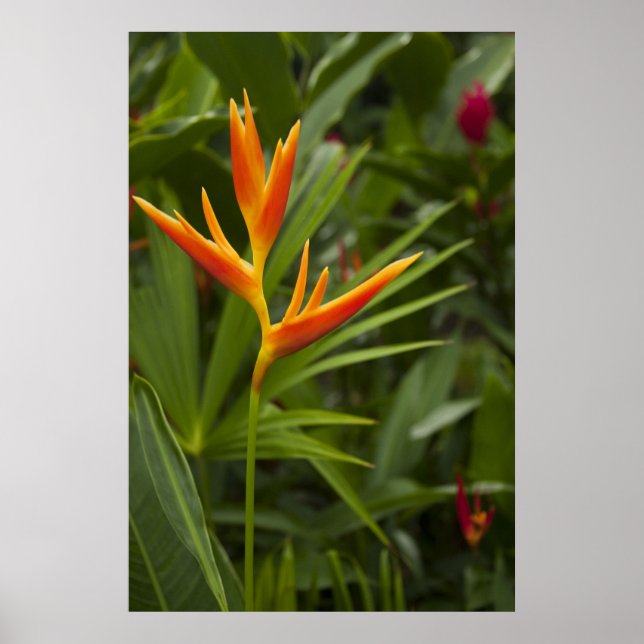 Póster Cor tropical (Frente)