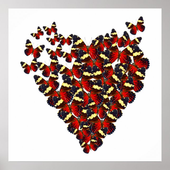 Poster Coração da borboleta (Frente)
