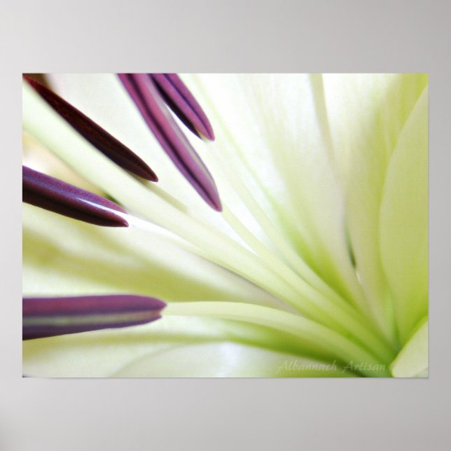 Poster Coração da Fotografia Floral de Lily Fine Art (Frente)