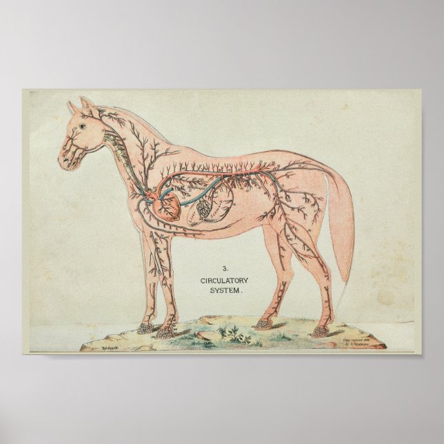Póster Coração de Cavalos Veias Anatomia Vintage Impressã (Frente)