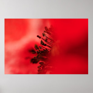 Póster Coração de Popy