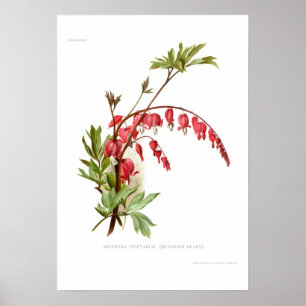 Póster Coração de sangramento (spectablis do Dicentra)