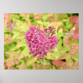 Poster Coração Flor Natural - perfurado pela seta.