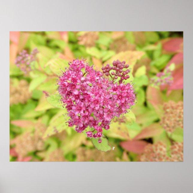 Poster Coração Flor Natural - perfurado pela seta. (Frente)