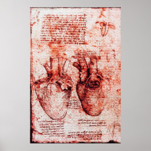 Poster Coração, seus vasos sanguíneos, vermelho de