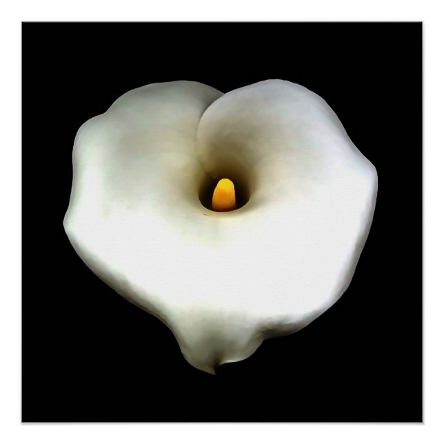 Póster Coração Solteiro Artístico Moldado Calla Lily Isol (Frente)