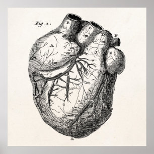 Poster Corações cardíacos retros da anatomia do coraç