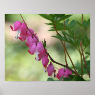 Póster Corações com Hemorragia Rosa Flor