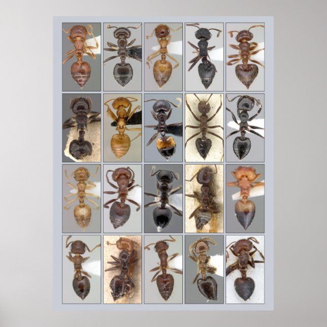 Poster Corações de Crematogaster AntWeb (Frente)