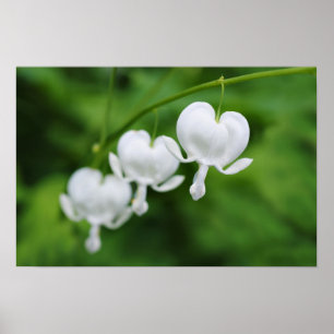 Póster corações sangrando flores