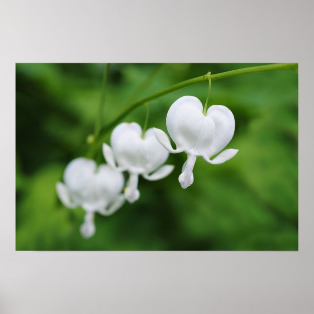 Póster corações sangrando flores (Frente)