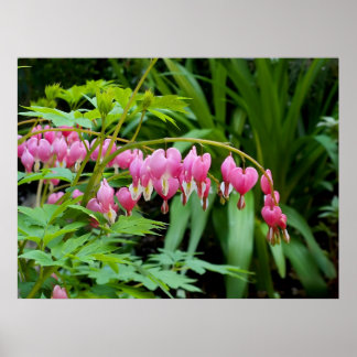 Póster Corações Tóxicos