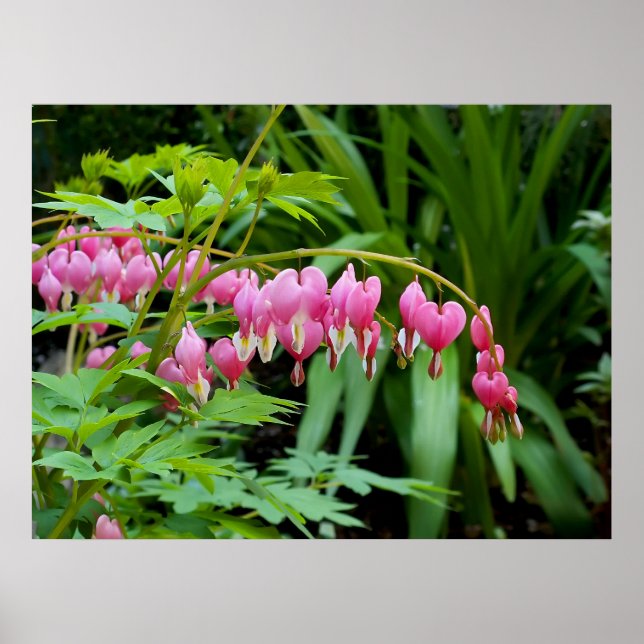 Póster Corações Tóxicos (Frente)