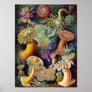 Poster Coral