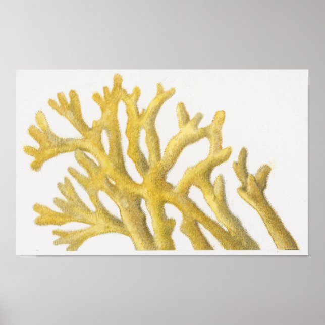 Poster Coral amarelo (Frente)