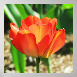 Poster coral bonito da tulipa