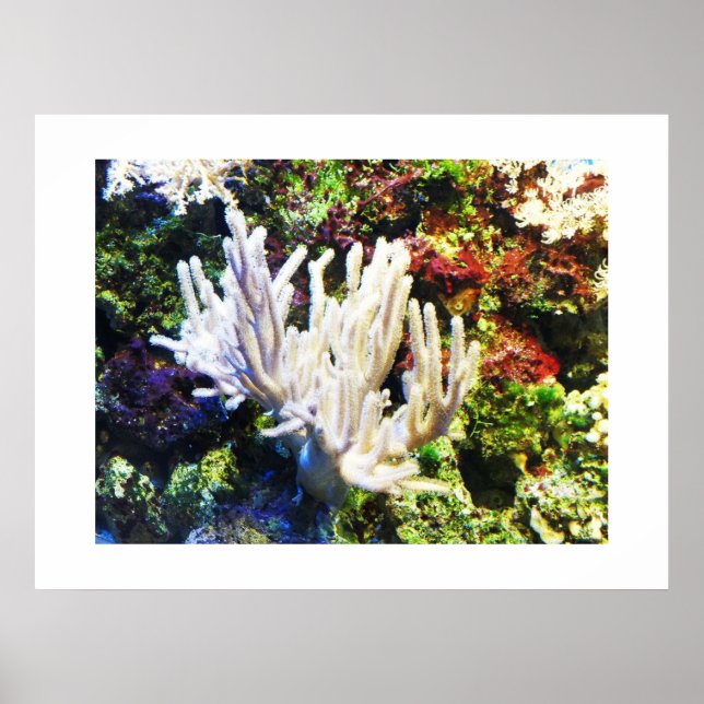 Poster Coral branco ramificado (Frente)