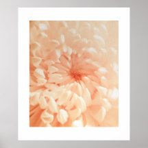 Coral Chrysanthemum