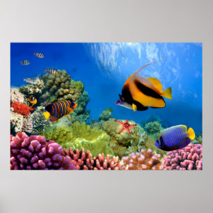 Póster Coral Colorido e Peixes Tropicais