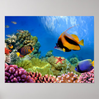 Póster Coral Colorido e Peixes Tropicais