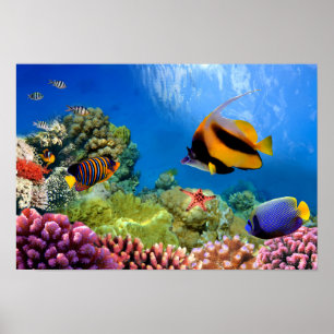 Póster Coral Colorido e Peixes Tropicais