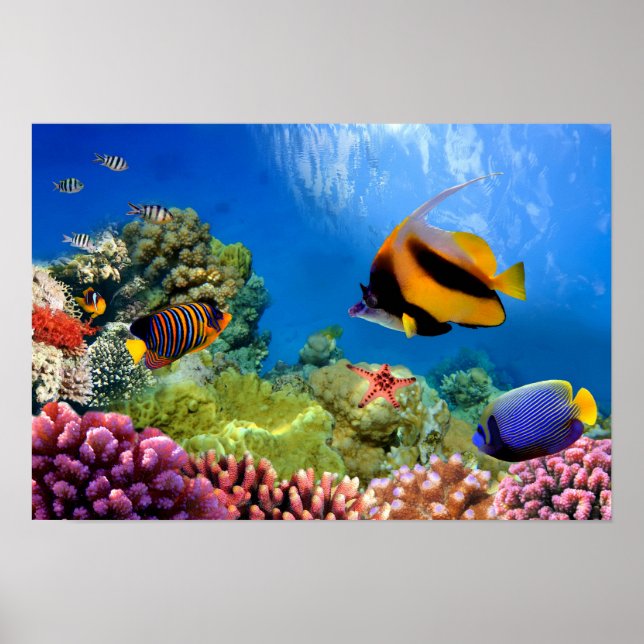 Póster Coral Colorido e Peixes Tropicais (Frente)
