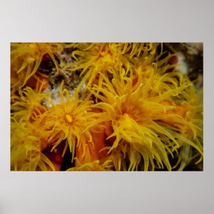 Poster Coral de copo laranja