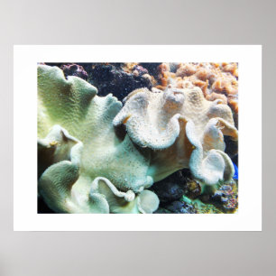 Poster Coral de couro do Toadstool