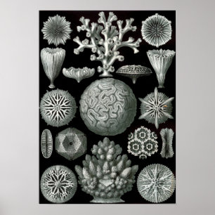 Póster Coral de Ernst Haeckel Hexacorallia