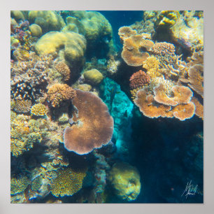 Poster Coral de Recifes da Barreira de Excelentes Assinad