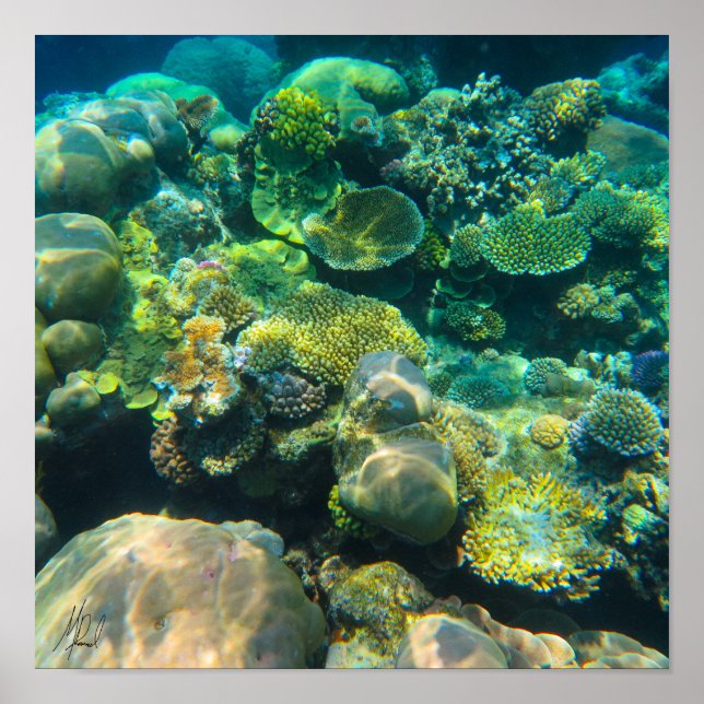 Poster Coral de Recifes da Barreira de Excelentes Assinad (Frente)