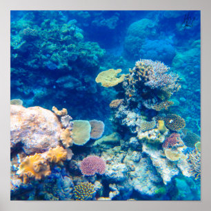 Poster Coral de Recifes da Barreira de Excelentes Assinad