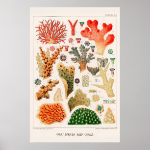 Poster Coral de Recifes do Excelente Vintage
