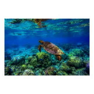 Póster Coral de Tartaruga do Mar Tropical