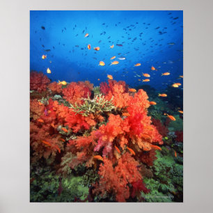 Póster Coral e peixes