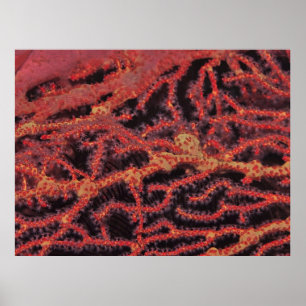 Poster Coral Fechar
