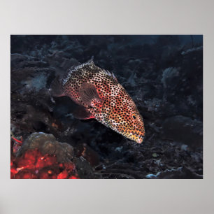 Poster Coral Grouper