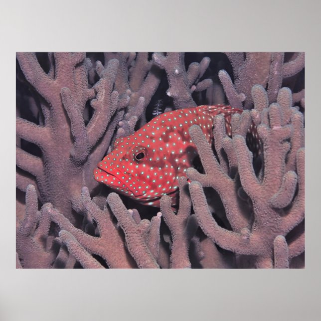 Poster Coral Hind no Coral (Frente)