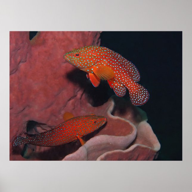 Poster Coral Hinds (Frente)