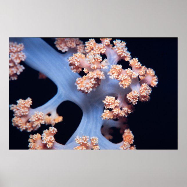 Poster Coral macio de cor laranja (Frente)