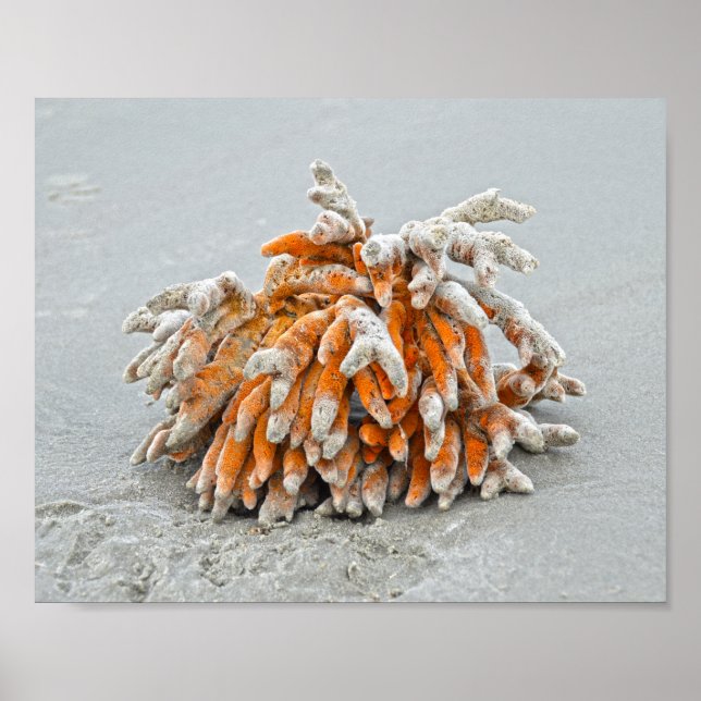 Poster Coral na praia, ilha de Kiawah (Frente)