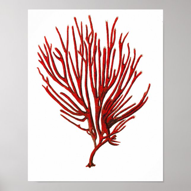 Póster Coral Quente do Mar Vermelho nº 12 Beach Wall Art  (Frente)