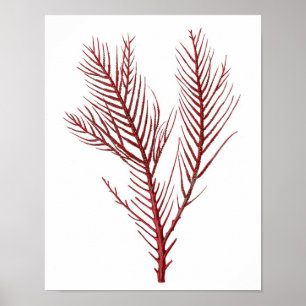 Póster Coral Quente do Mar Vermelho n.o 10 Beach Wall Art