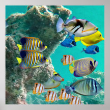 Coral Reef com Peixes Tropicais
